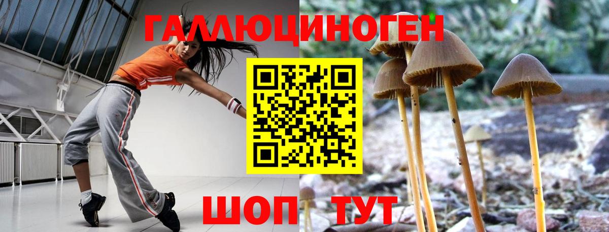 купить  сайты  Вход с VPN  Бийск  Псилоцибиновые грибы Cubensis 